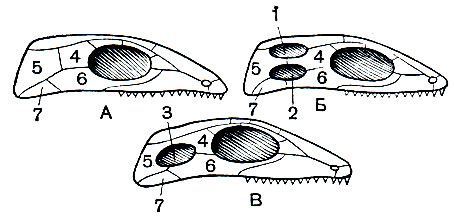 Рис. 79. Схема редукции черепного панциря у пресмыкающихся: А - стегальный тип черепа, лишенный височных ям, свойственный анапсидам; Б - тип черепа с двумя височными ямами, свойственный диапсидам; В - тип черепа с одной височной ямой, свойственный синапсидам: 1 - верхняя височная яма; 2 - боковая височная яма; 3 - височная яма; 4 - заглазничная кость; 5 - чешуйчатая кость; 6 - скуловая кость; 7 - квадратноскуловая кость
