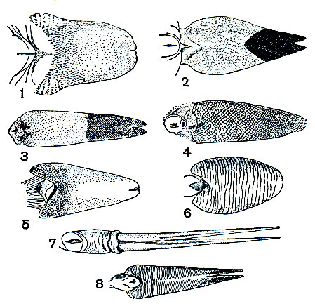 Рис. 110. Форма языка у разных представителей современных ящериц: 1 - геккона (Gekko gecko); 2 -желтопузика (Ophisaurus); 3 - чешуенога (Lialis burtoni); 4 - лигозомы (Lygosoma rufescens); 5 - агамы (Gonocephalus auritus); 6 - дибамуса (Dibamus novaeguineae); 7 - варана (Varanus salvator); 8 - долгохвостки (Tachydromus sexlineatus)