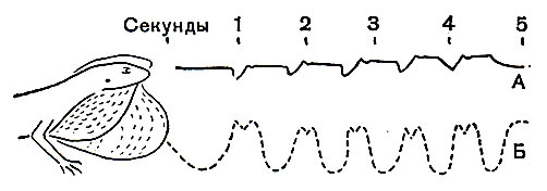 Рис. 115. Ритм сигнальных поклонов головой (А) и расширения горлового мешка (Б) у самца древесной игуаны Norops auratus. По Кестле