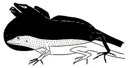 Рис. 119. Сравнительные размеры тела самца древесной игуаны Norops auratus в состоянии покоя и в угрожающей позе, принимаемой при встрече с соперником. По Кестле
