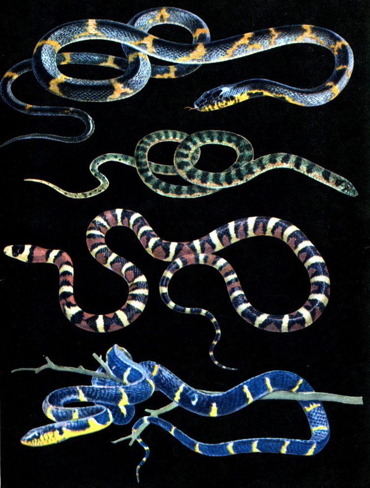 Ужеобразные: 1 - амурский полоз (Elaphe schrencki); 2 - островной тигровый уж (Natrix tigrina tigrina); 3 - королевская змея (Lampropeltis pyromelana); 4 - мангровая змея (Boiga dendrophila)