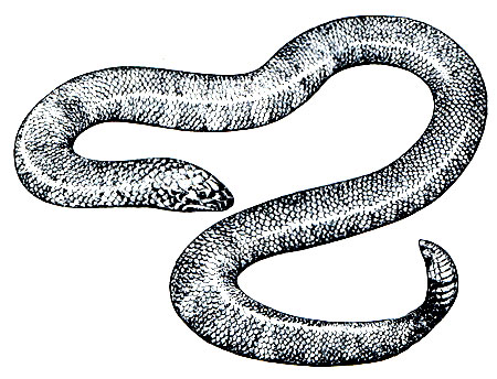 Рис. 213. Красная цилиндрическая змея (Cylindrophis rufus)