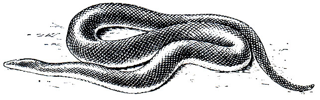 Рис. 218. Двуцветная змея (Loxocemus bicolor)
