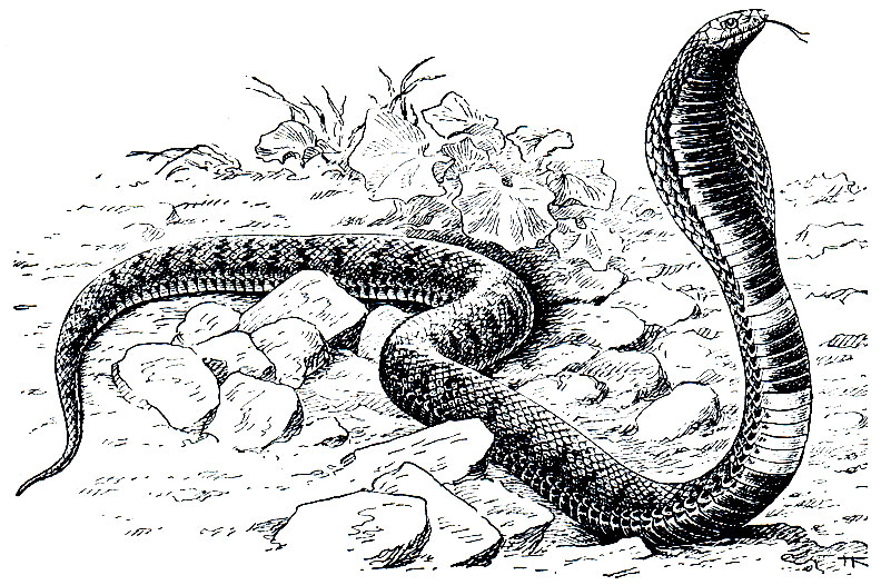 Рис. 254. Ошейниковая кобра (Hemachatus haemachatus)