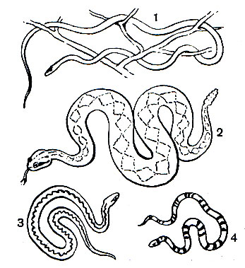  Различные представители подотряда змей: 1 - остроголовая древесная змея (Oxybelis); 2 - полосатый гремучник (Grotalus horridus); 3 - гадюка обыкновенная (Vipera berus); 4 - кобровый аспид (Micrurus frontalis)
