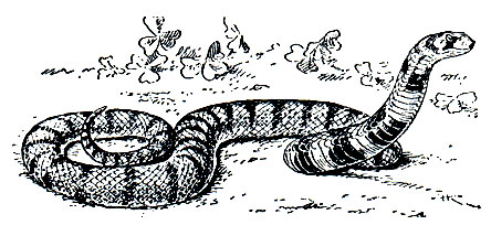 Рис. 256. Щитковая кобра рода Aspidelaps