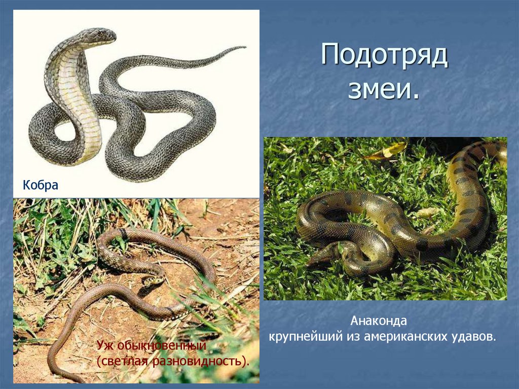 Подотряд: Змеи (Serpentes Linnaeus, 1758)
