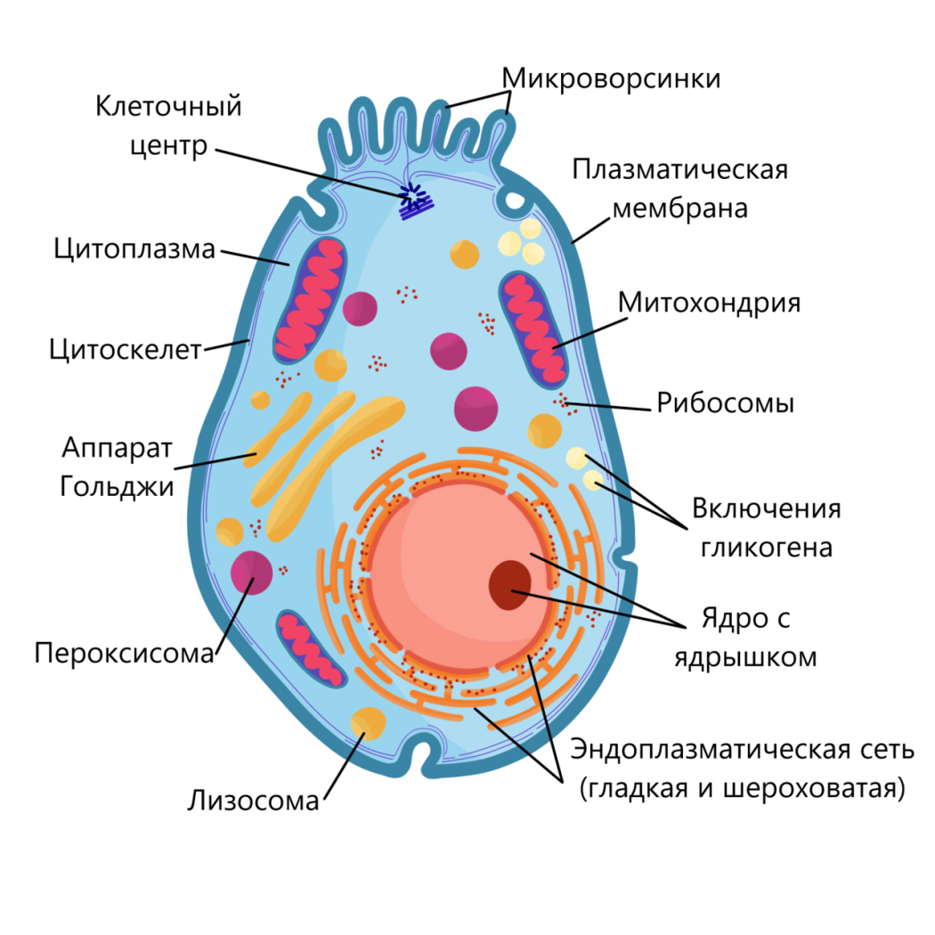 Рис. 1. Строение эукариотической клетки