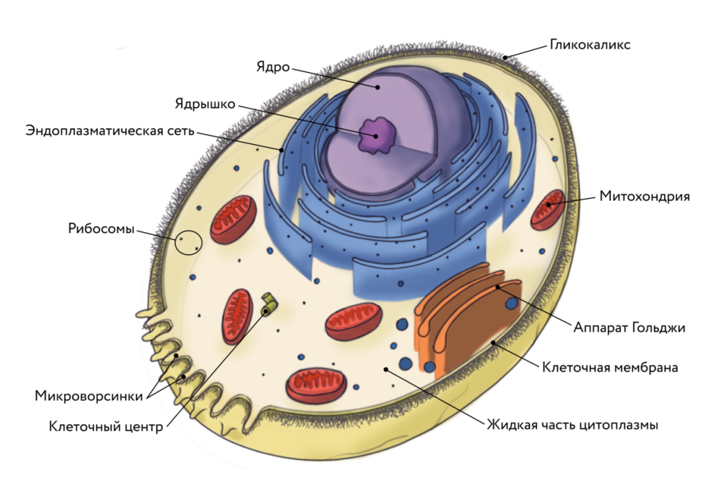 Особенности строения животной клетки