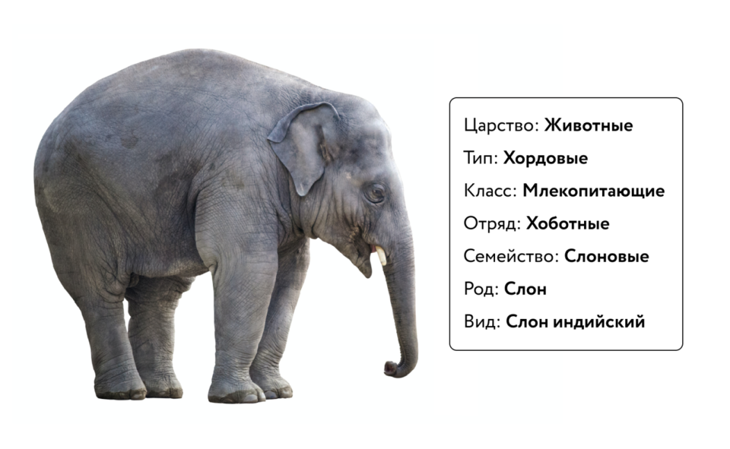Рис. 4. Пример научной классификации животного
