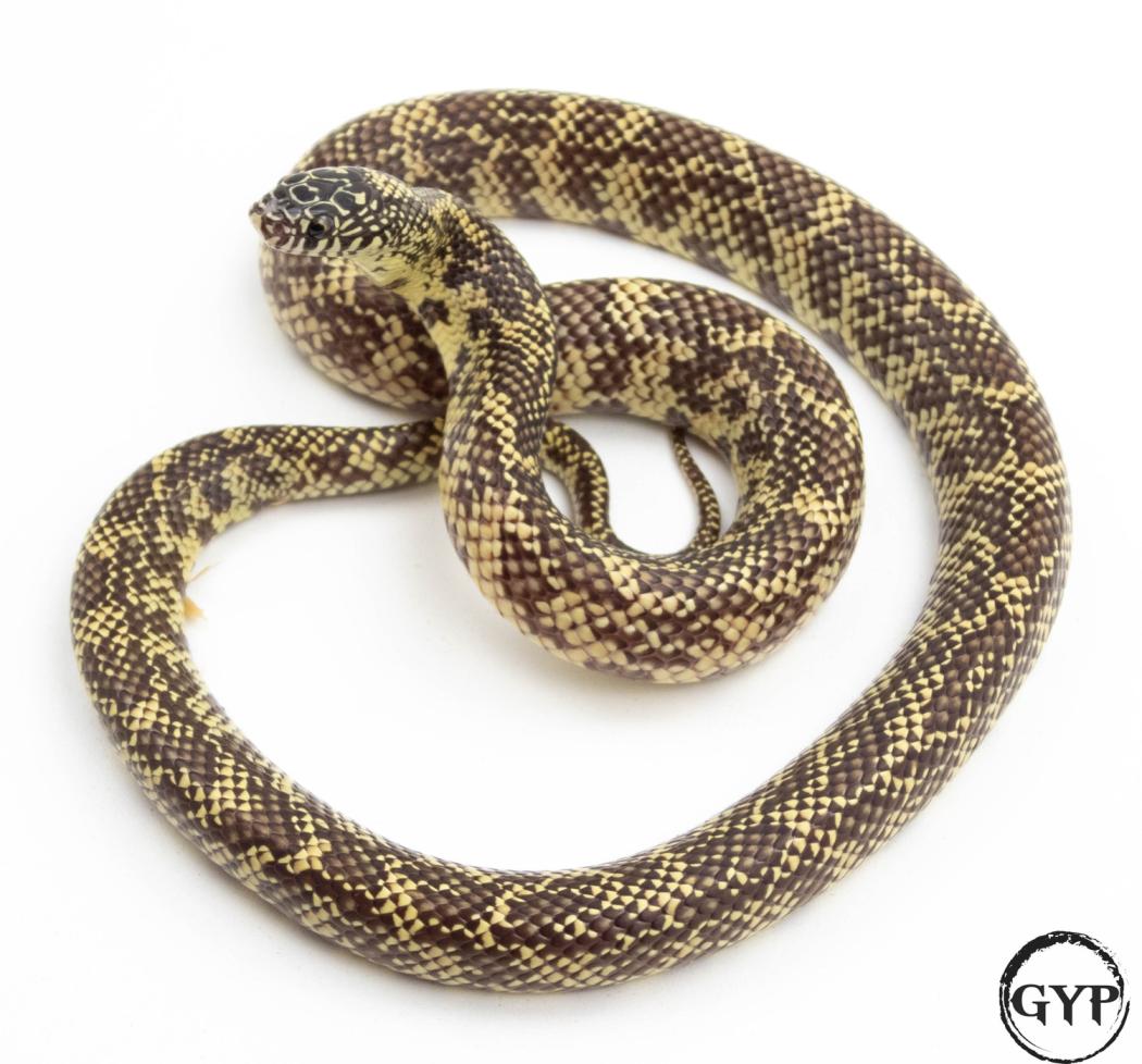 Mosaic Florida Kingsnake by Gopher Your Pet