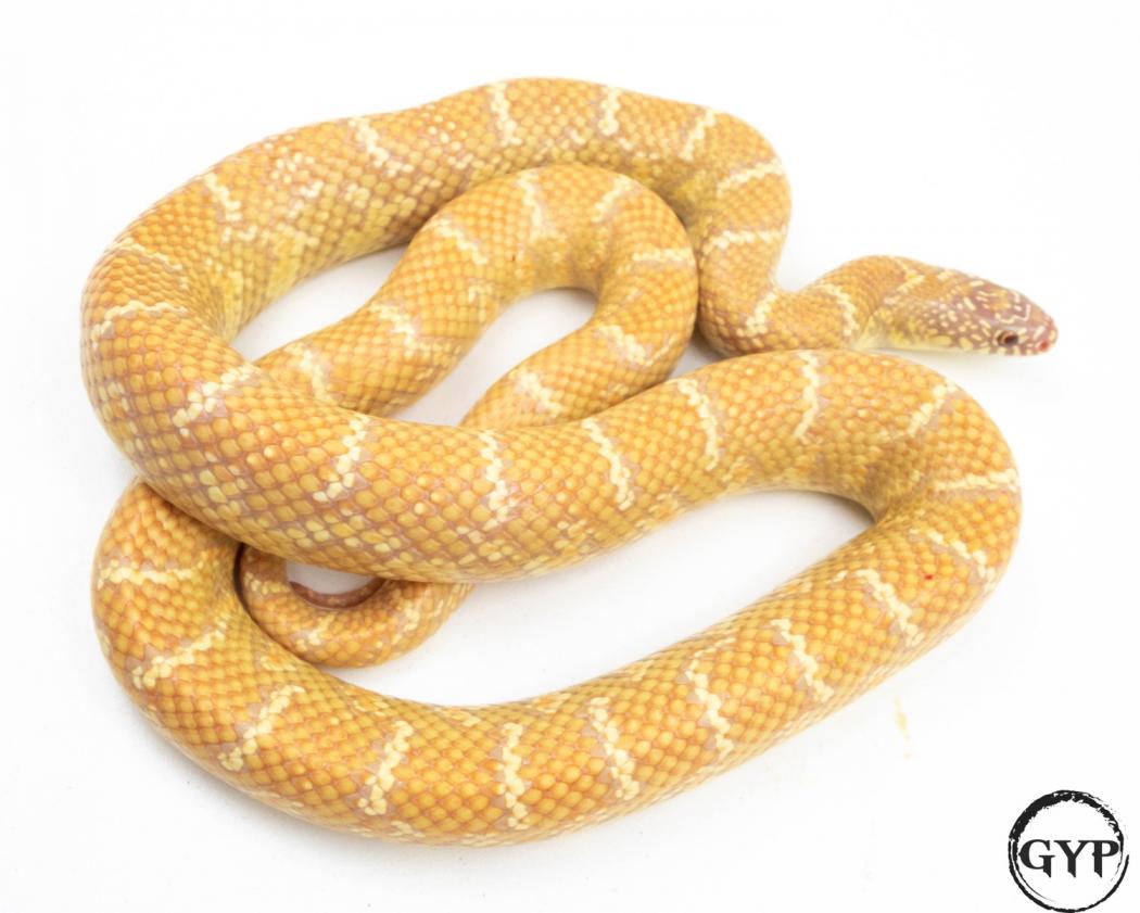 Sulfur Het Axanthic/Hypo! Florida Kingsnake by Canadian Ophidiophile