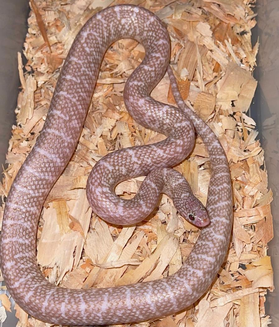 T- Peanut Butter Axanthic Hypo Florida Kingsnake by Peanut Butter