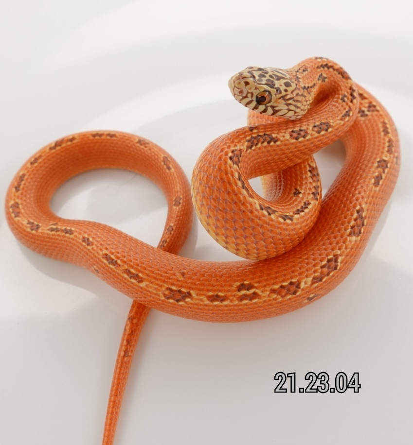 Ultra Hypo Mosaic Florida Kingsnake by Ectotherm Empire