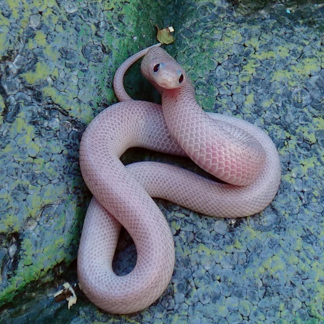 Whitesided Ghost Florida Kingsnake by Creatures of Nightshade