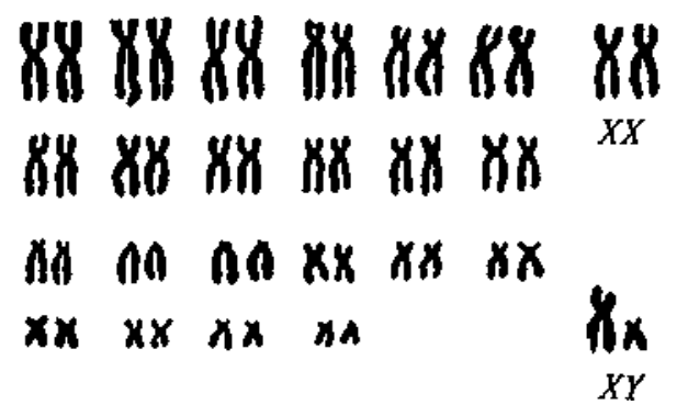 Рис. 1.1. Хромосомы человека. 22 пары аутосом, одинаковых у обоих полов, и по одной паре половых хромосом: XX— у женщин, XY— у мужчин (фотография сделана при увеличении примерно в 2000 раз). 