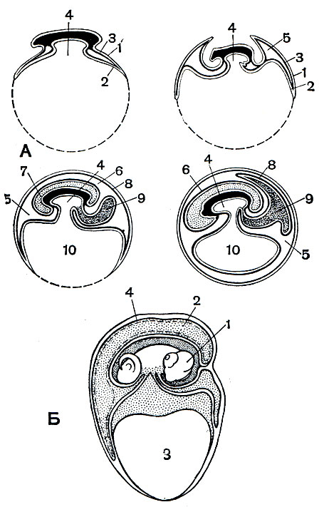 Рис. 76. Последовательные стадии развития зародышевых оболочек у амниот (А) и развивающаяся ящерица (Б). А. 1 - эктодерма; 2 - энтодерма; 3 - мезодерма; 4 - полость кишечника; 5 - внезародышевая полость тела; 6 - амнион; 7 - амниотическая полость, заполненная амниотической жидкостью, в которой плавает зародыш; 8 - сероза; 9 - аллантоис; 10 - желточный мешок. Б. 1 - амнион; 2 - аллантоис; 3 - желток; 4 - сероза