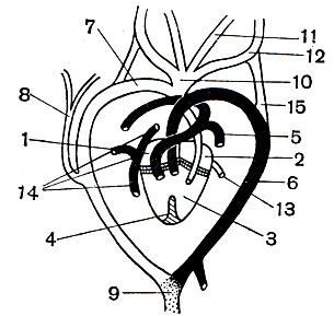 Рис. 77. Сердце и основные сосуды ящерицы (светлым - обозначены сосуды с артериальной кровью; точками - со смешанной кровью; черным - с венозной): 1 - правое предсердие; 2 - левое предсердие; 3 - желудочек; 4 - неполная перегородка, разделяющая желудочек на правую и левую половины; 5 - легочная артерия; 6 - левая дуга аорты; 7 - правая дуга аорты; 8 - подключичная артерия; 9 - спинная аорта; 10 - общий ствол сонных артерий; 11 - левая внутренняя сонная артерия; 12 - левая наружная сонная артерия; 13 - легочная вена; 14 - задняя полая вена и передние полые вены; 15 - сонный придаток