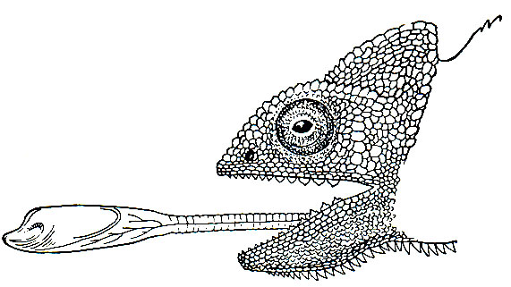Рис. 108. Голова обыкновенного хамелеона (Chamaeleo chamaelon) с выброшенным наружу языком (по Смиту)