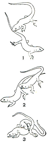 Рис. 117. Три последовательные позы ухаживания у самца и самки прыткой ящерицы (Lacerta agilis). По Смиту