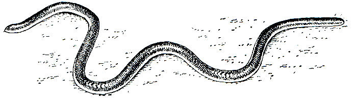 Рис. 203. Техасская узкоротая змея (Leptotyphlops dulcis)