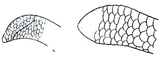 Рис. 217. Видоизмененная шероховатая чешуя на хвосте у роющих змей: слева - Uropeltis ceylonicus; справа - Rhinophis oxyrhynchus