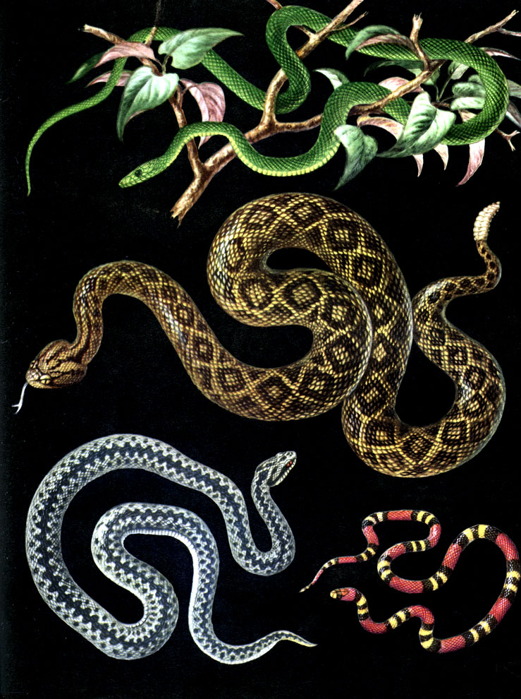 Различные представители подотряда змей: 1 - остроголовая древесная змея (Oxybelis); 2 - полосатый гремучник (Grotalus horridus); 3 - гадюка обыкновенная (Vipera berus); 4 - кобровый аспид (Micrurus frontalis)