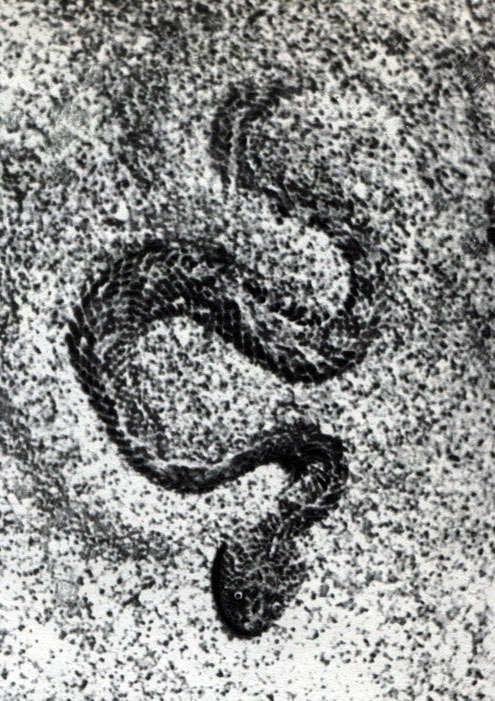 Гадюка карликовая (Bitis peringueyi). Последовательные стадии погружения в песок