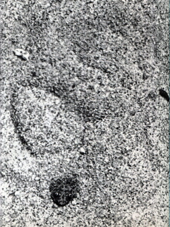 Гадюка карликовая (Bitis peringueyi). Последовательные стадии погружения в песок