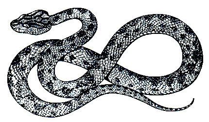 Рис. 272. Копьеголовая змея Trimeresurus mucrosquamatus