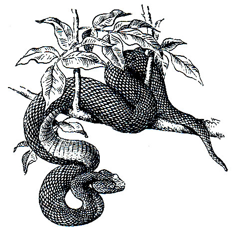 Рис. 273. Копьеголовая змея, или куфия (Trimeresurus popeorum)