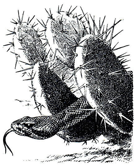Рис. 274. Зеленый гремучник (Crotalus viridis) среди опунций