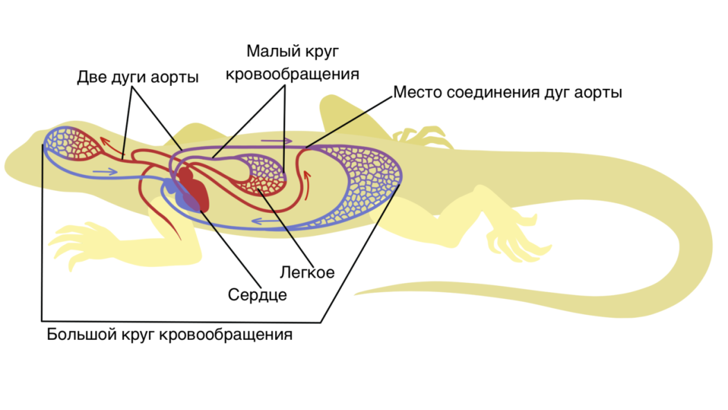 Кровеносная система ящерицы