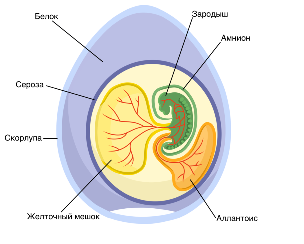 Развитие зародыша происходит в яйце