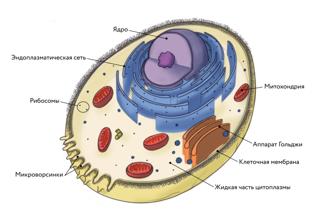 Рис. 1. Схема строения животной клетки