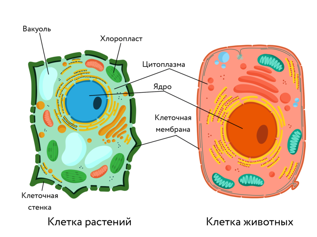 Рис. 7. Сравнение животной и растительной клеток