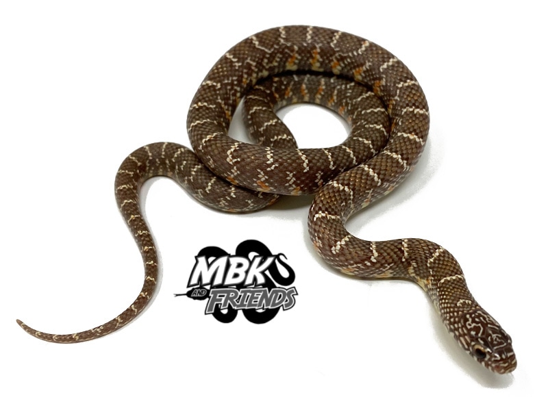 Peanut Butter Florida Kingsnake by Dynasty Reptiles