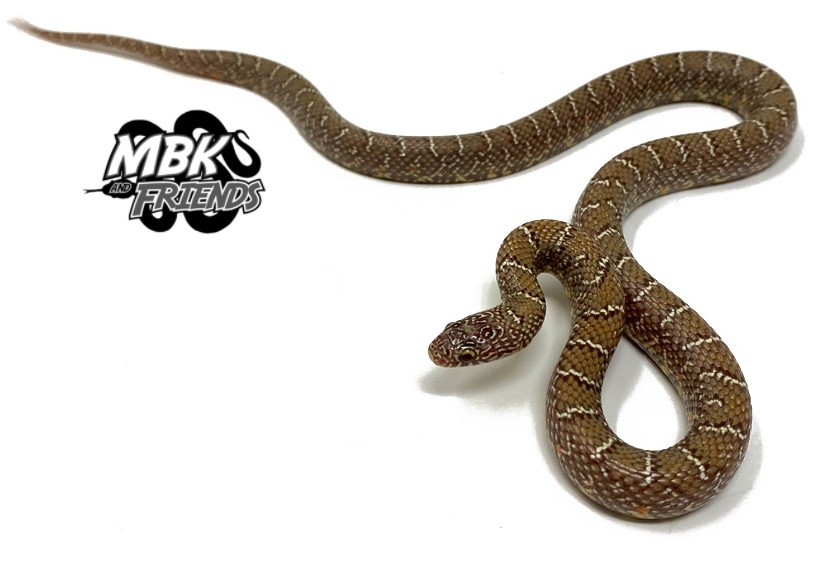 Peanut Butter Florida Kingsnake by Dynasty Reptiles