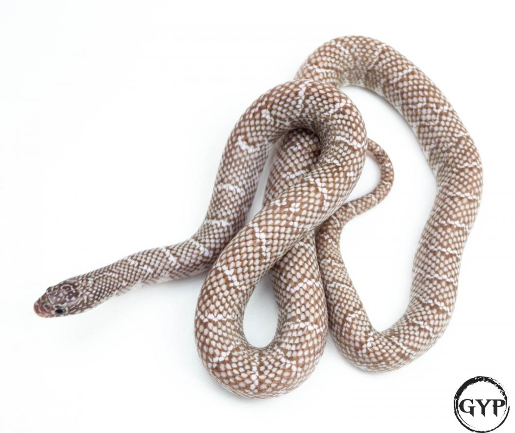 Peanut Butter Snow Florida Kingsnake by Gopher Your Pet