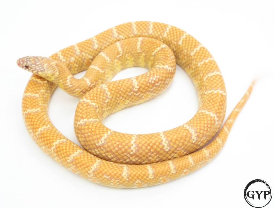 Sulfur Het Axanthic/Hypo! Florida Kingsnake by Canadian Ophidiophile