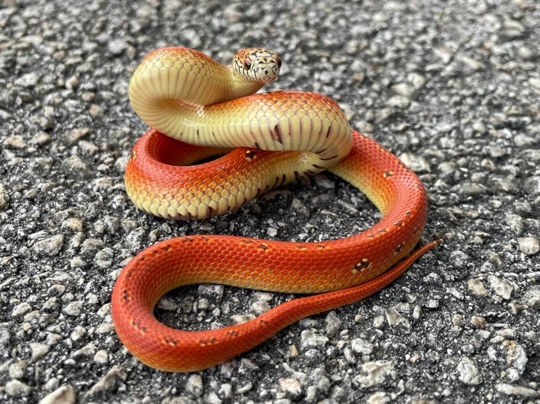 Ultra High Red Hypo Mosaic Florida Kingsnake by Snakes at Sunset