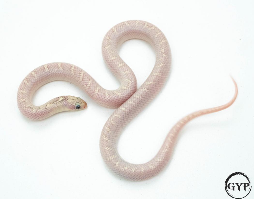 White-sided Hypo Het Axanthic Florida Kingsnake by Gopher Your Pet.jpeg